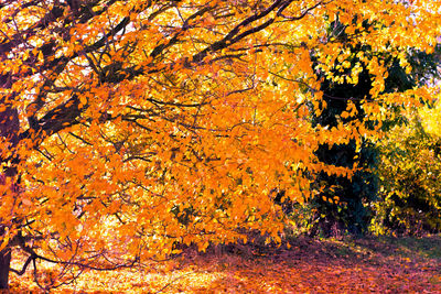 Full frame shot of autumn tree