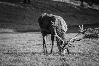 View of deer on field