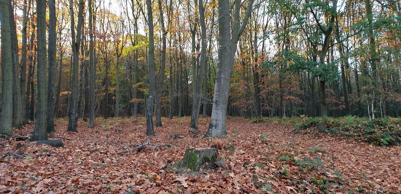 TREES AND PLANTS IN FOREST