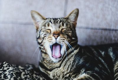 Close-up of a cat yawning