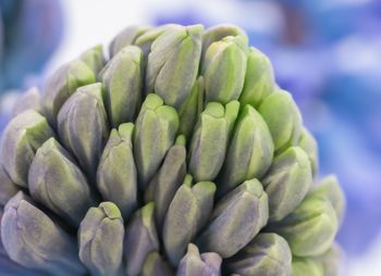 Close-up of a hyacinth