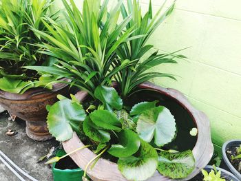 High angle view of potted plant