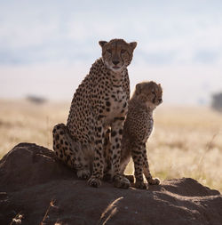 Cheetah on field