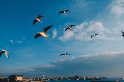 Low angle view of seagulls flying in city against sky