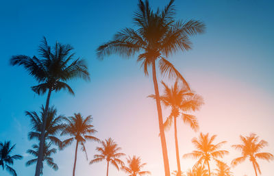 Low angle view of palm trees against clear sky during sunset