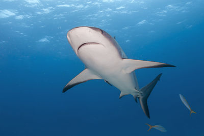 View of fish in sea