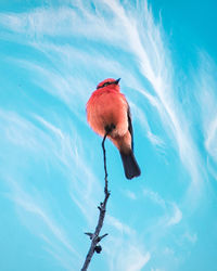 Low angle view of bird perching on a tree