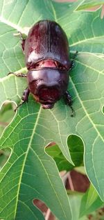 Close-up of insect on leaf