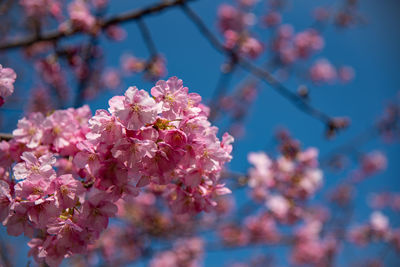 Close-up of pink cherry blossom