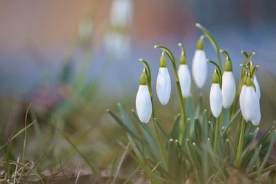 Close-up of white flowering plants on field