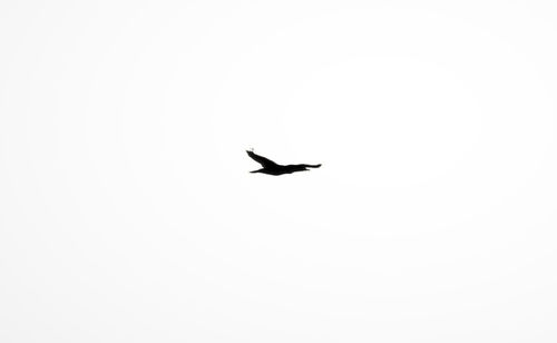 Bird flying in sky