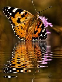 High angle view of butterfly on flower