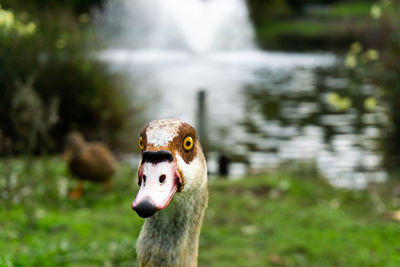 Close-up of a bird