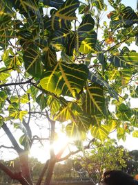 Low angle view of tree