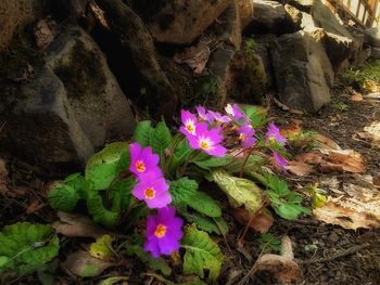 High angle view of pink flowers blooming outdoors