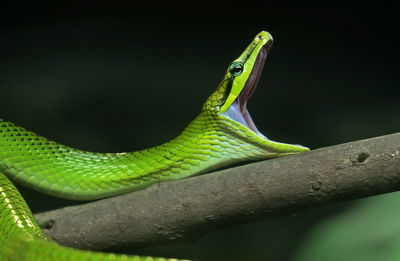 Close-up of green lizard