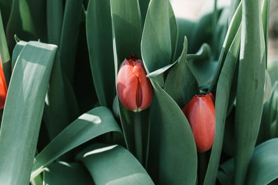 Close-up of red tulip on plant