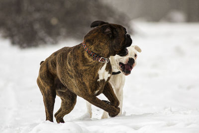 Dog standing on snow covered field