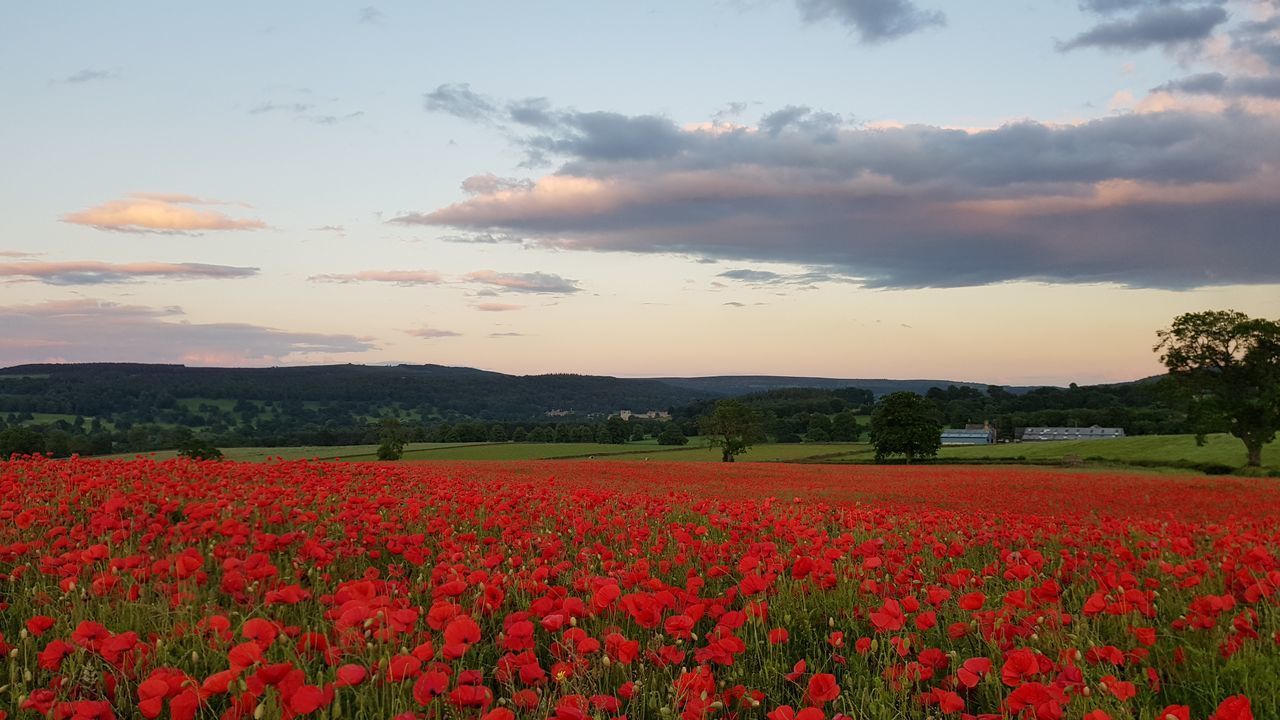 SCENIC VIEW OF FLOWERING PLANTS ON FIELD AGAINST SKY