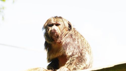 Portrait of a monkey looking away