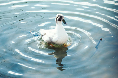 High angle view of swan swimming in lake