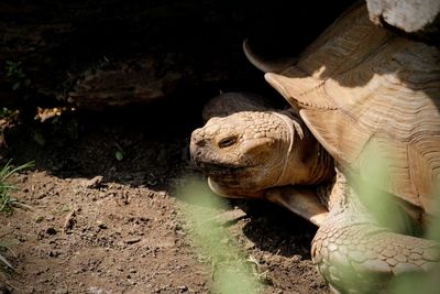 Close-up of a turtle in the field