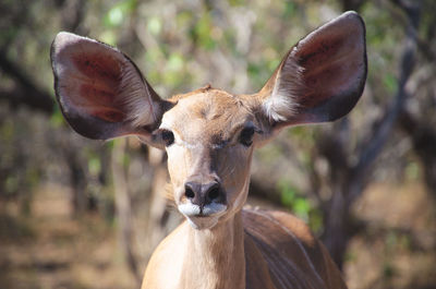 Close-up portrait of deer