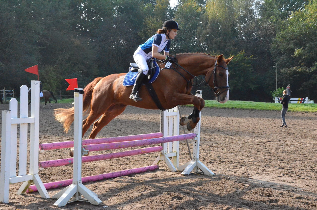 horse, full length, men, lifestyles, leisure activity, riding, working animal, animal themes, tree, domestic animals, sunlight, sport, motion, horseback riding, outdoors, skill, side view, jumping