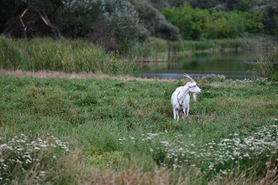 View of a horse on field