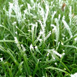 Close-up of plant growing on field