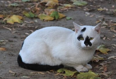 Portrait of white cat on field