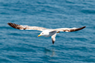 Seagulls flying over sea