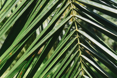 Close-up of palm leaf
