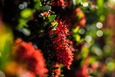 Close-up of red flower tree