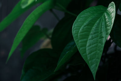 Close-up of green leaves