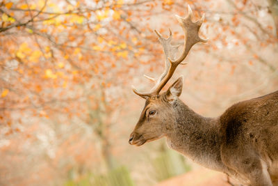 Side view of deer in dunham park during autumn