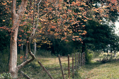 Trees on field during autumn