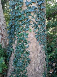 Close-up of ivy growing on tree trunk