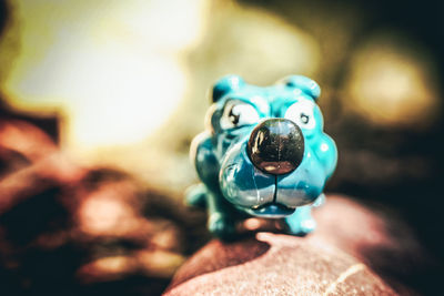 Close-up of frog on blue toy