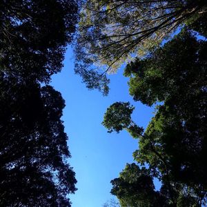 Low angle view of trees against blue sky
