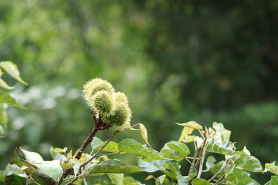 Close-up of white flowering plant