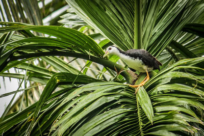 Close-up of a bird