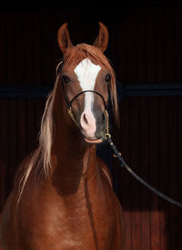 Portrait of horse in stable