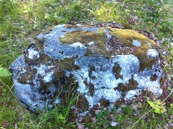 High angle view of moss on rock