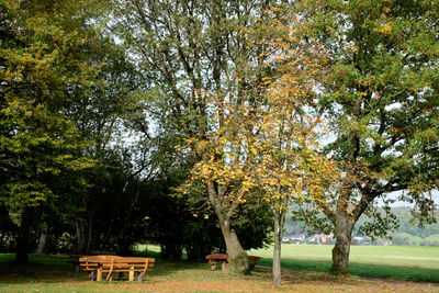 Trees in park during autumn