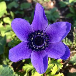 Close-up of purple flowering plant