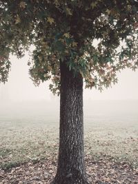 Tree trunk by lake against sky