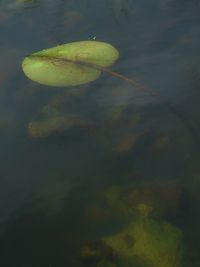 Close-up of leaves floating on water