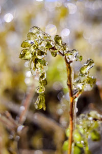 Close-up of flowering plant