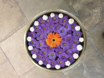 High angle view of purple floating on water